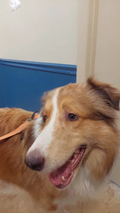 Florida Aid To Animals 3