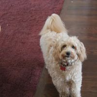 Piper, Douglas DVM ico