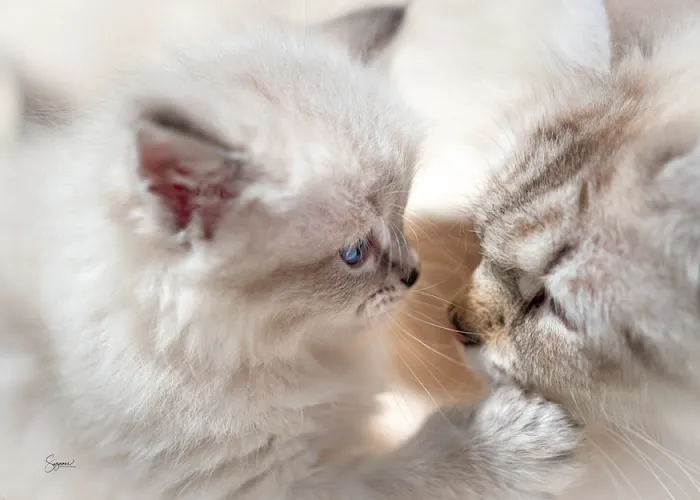Vanya Siberians 1