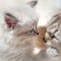 Vanya Siberians ico