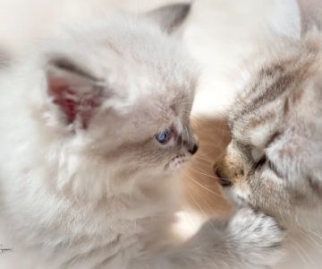 Vanya Siberians