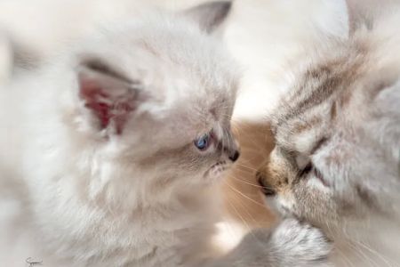 Vanya Siberians