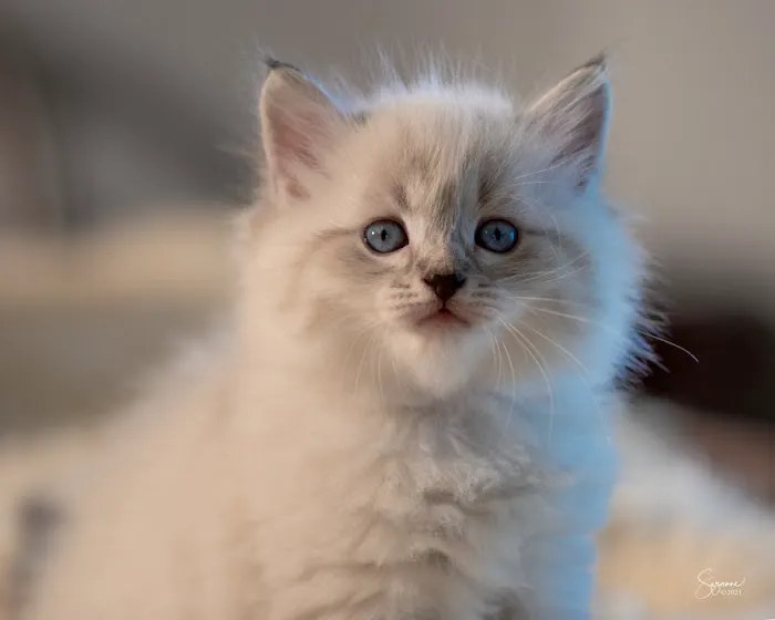 Vanya Siberians 6