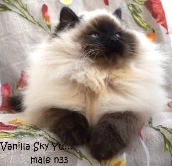 Vanya Siberians 4