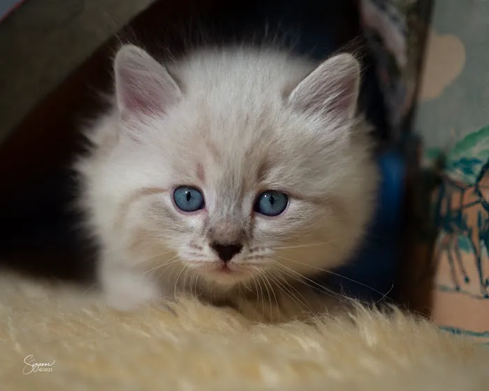 Vanya Siberians 10
