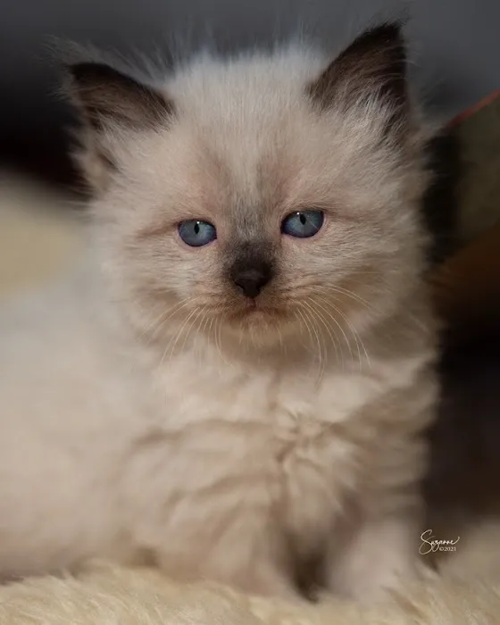 Vanya Siberians 8