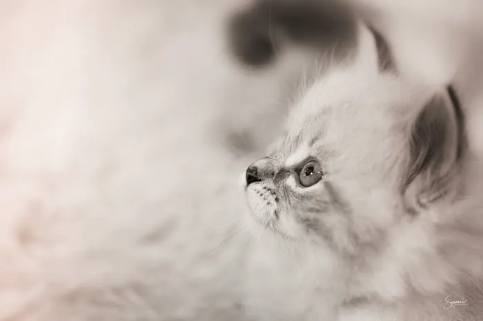 Vanya Siberians 5