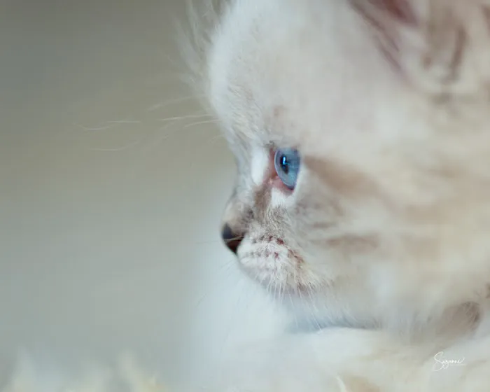 Vanya Siberians 3