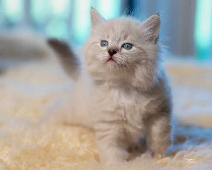 Vanya Siberians 7