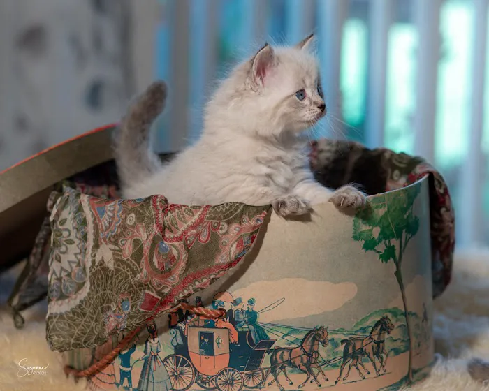 Vanya Siberians 9