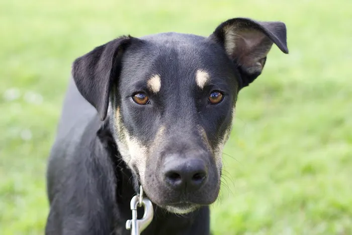 Caloosa Humane Society Veterinarian Clinic 1