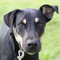 Caloosa Humane Society Veterinarian Clinic ico