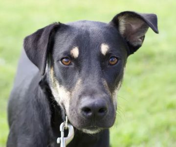 Caloosa Humane Society Veterinarian Clinic
