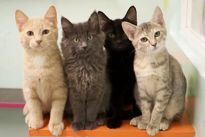 Caloosa Humane Society Veterinarian Clinic 7
