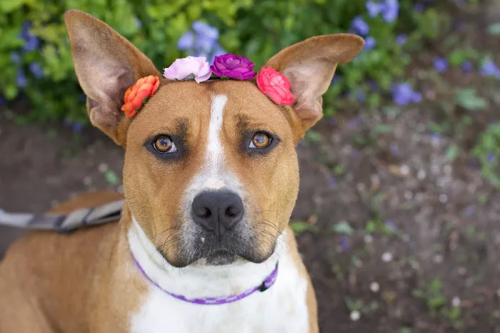 Caloosa Humane Society Veterinarian Clinic 9