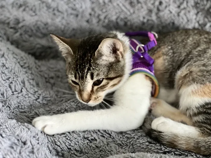 Peace River Veterinary Clinic 12