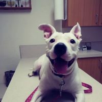 Peace River Veterinary Clinic: Degrove Reece Julie DVM ico