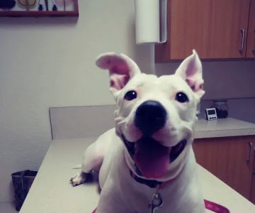 Peace River Veterinary Clinic: Degrove Reece Julie DVM