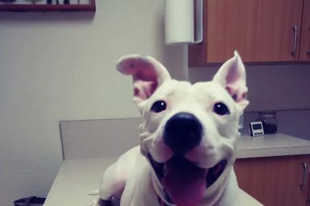 Peace River Veterinary Clinic: Degrove Reece Julie DVM