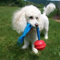 Dr. Ally's Animal Clinic of Punta Gorda (Animal Medical Clinic of Punta Gorda) ico