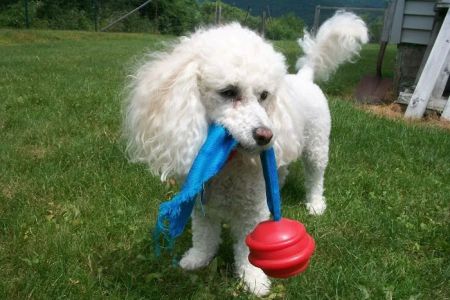 Dr. Ally's Animal Clinic of Punta Gorda (Animal Medical Clinic of Punta Gorda)