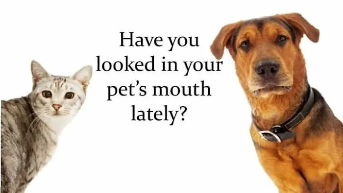Dr. Ally's Animal Clinic of Punta Gorda (Animal Medical Clinic of Punta Gorda) 12