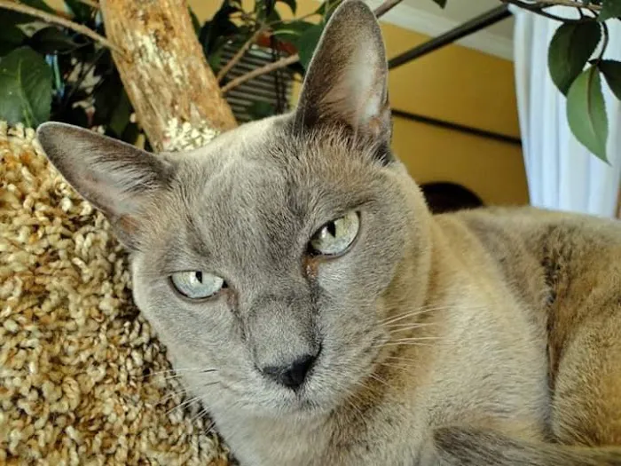 Dr. Ally's Animal Clinic of Punta Gorda (Animal Medical Clinic of Punta Gorda) 12
