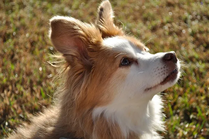 Dr. Ally's Animal Clinic of Punta Gorda (Animal Medical Clinic of Punta Gorda) 12