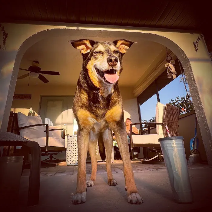 Dr. Ally's Animal Clinic of Punta Gorda (Animal Medical Clinic of Punta Gorda) 12
