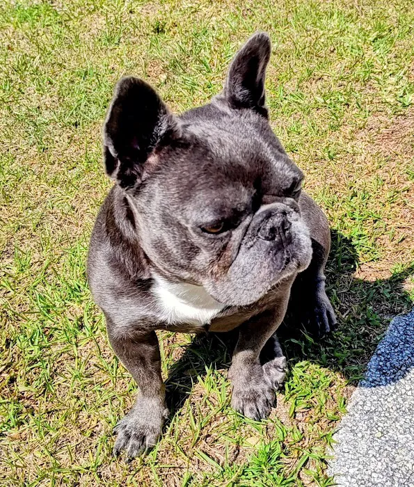 Punta Gorda Animal Hospital 12