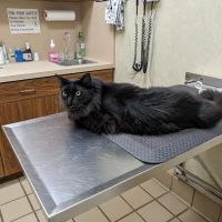 Punta Gorda Animal Hospital ico