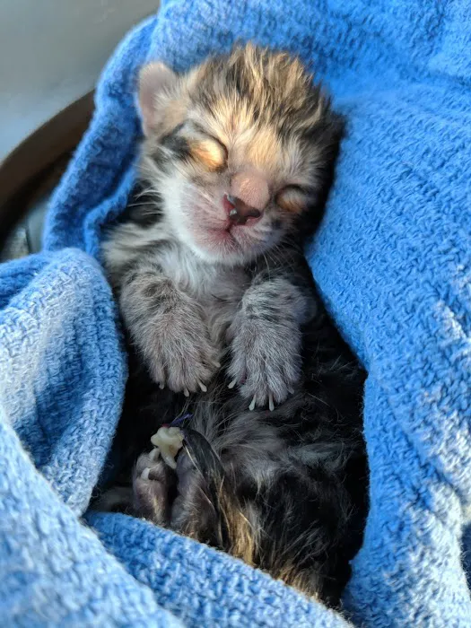 Punta Gorda Animal Hospital 12