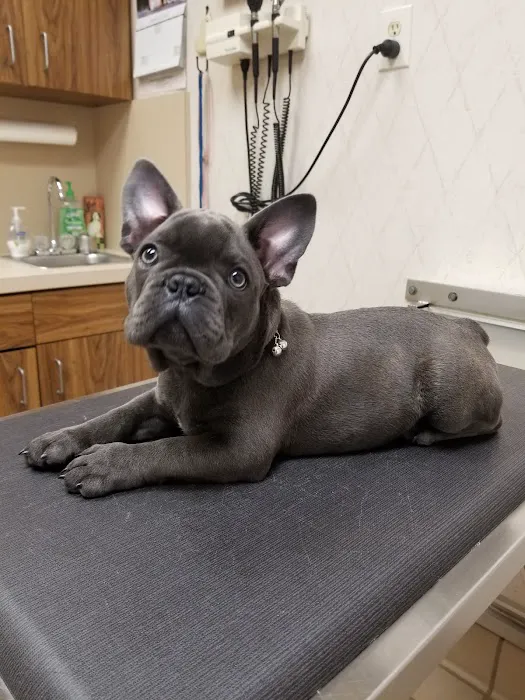 Punta Gorda Animal Hospital 12