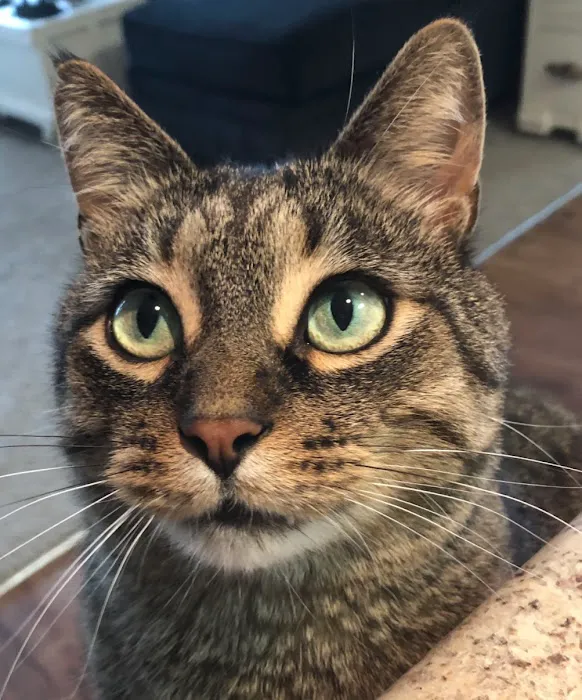 Charlotte Animal Hospital 3