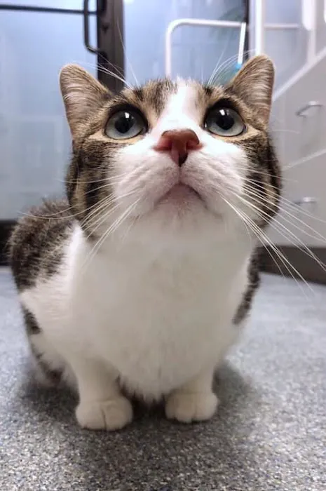 Animal Medical Hospital & Urgent Care 4