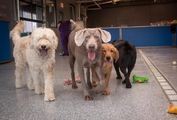 Animal Medical Hospital & Urgent Care 5