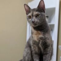 Monroe Road Animal Hospital ico