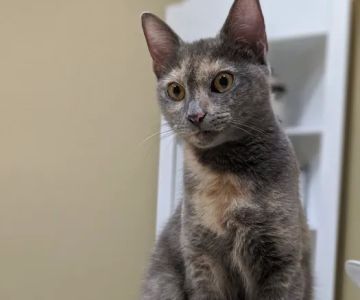 Monroe Road Animal Hospital