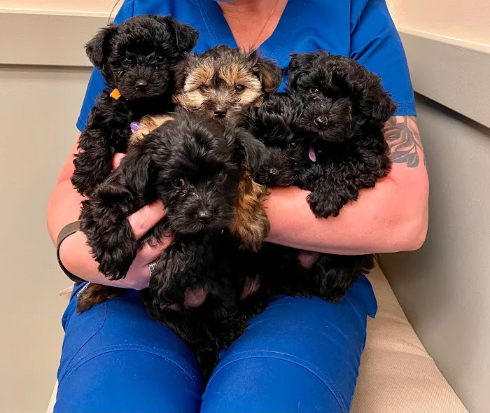 Armstrong Animal Clinic 5