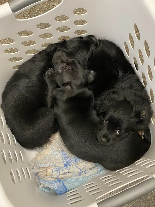 Armstrong Animal Clinic 8