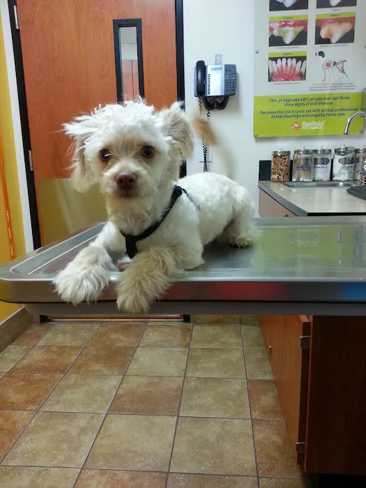 Banfield Pet Hospital 4