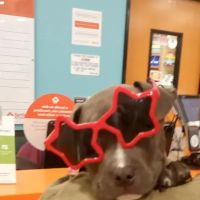 Banfield Pet Hospital ico