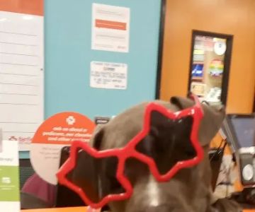Banfield Pet Hospital