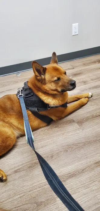 Cotswold Animal Hospital 9