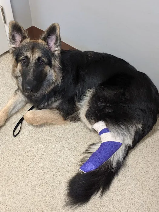 Cotswold Animal Hospital 6