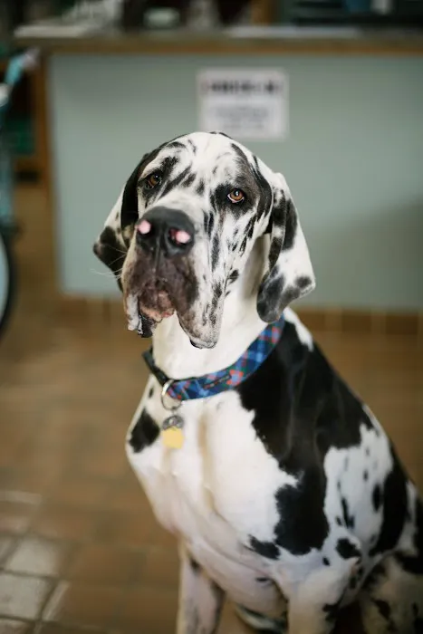 Commonwealth Animal Hospital 1