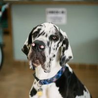 Commonwealth Animal Hospital ico
