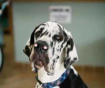 Commonwealth Animal Hospital