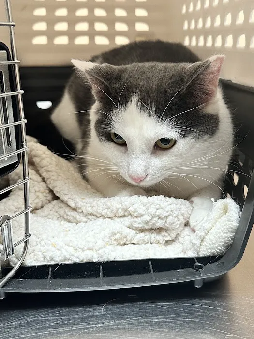 Commonwealth Animal Hospital 3