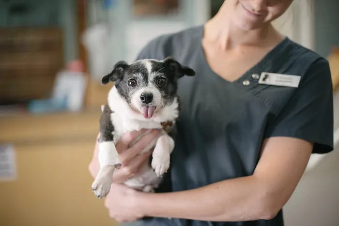 Commonwealth Animal Hospital 2
